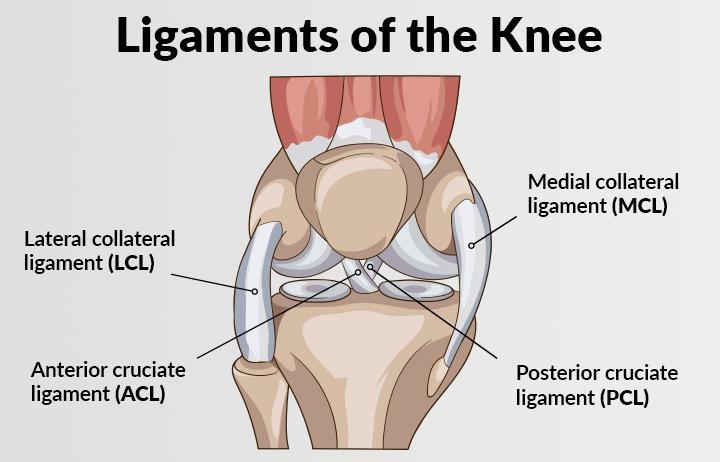 Ligaments A short band of tough, flexible fibrous connective tissue which connects two bones or cartilages or holds together a