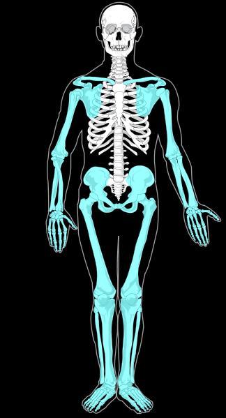 The Skeletal System Divided into two