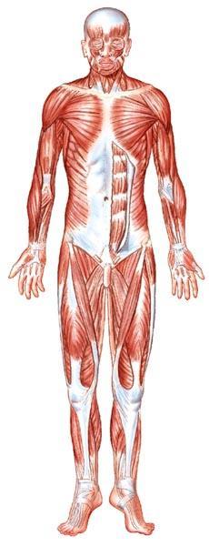 The Muscular System Muscles are responsible for all movement