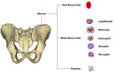 System Parts of the skeletal system Bones