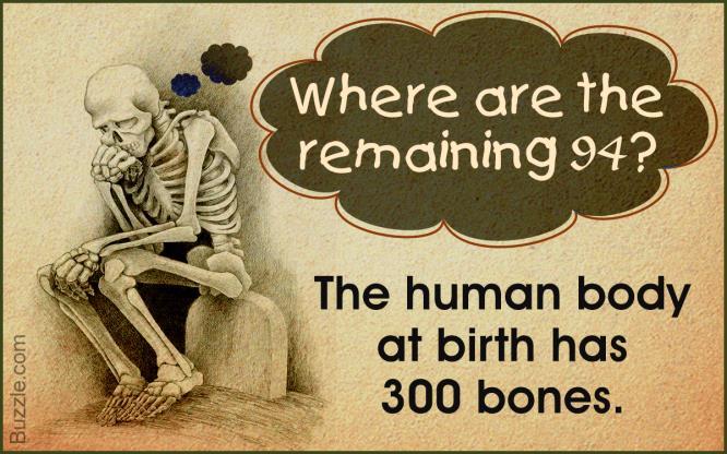 Bones of the Human Body The