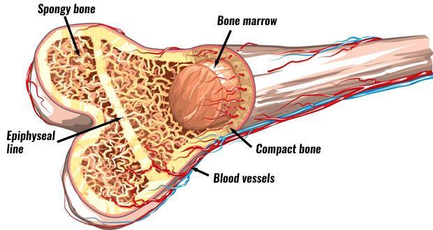 Bone Marrow Bone marrow is a semi-solid tissue which may be found within the spongy