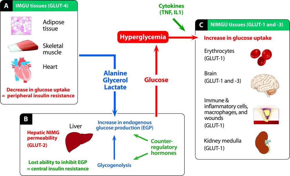 Glucose Administration