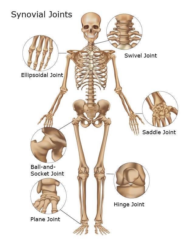 JOINT HEALTH Joints are areas in the body where two or more bones meet. They have the following components: Articular Cartilage: tissue covering the surface of a bone at a joint.