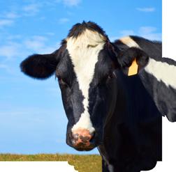 Ultra Dry Cow/Heifer Mineral Ultra Pac Dairy Premix Trace Mineral Salt and Selenium for Dairy Our beef and sheep premixes have been designed to address the latest developments in