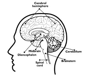 The Brain Three main sections Cerebrum 2 hemispheres Controls memory, intelligence, muscles Cerebellum