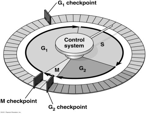 timing and rates differ skin cells liver cells nerve cells muscle cells chemical signals molecules trigger and coordinate key events in the cell cycle checkpoints checkpoint - critical control points
