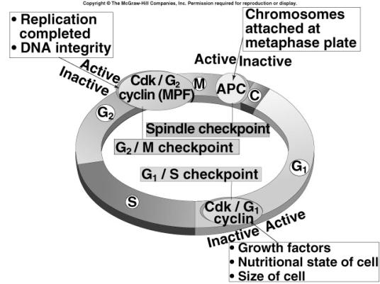 G 1 checkpoint regulated by Cdk proteins and cyclins still under investigation!