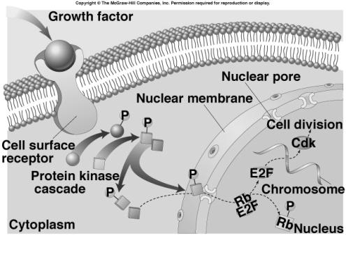 Growth Factors and the Cell Cycle growing cells bind growth factors (over 50 kinds) trigger intercellular signaling systems What happens if there is not enough?