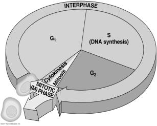 CYTOKINESIS (division of cytoplasm) DNA DNA Phases of the Cell Cycle Five phases of cell division: G 1 - primary growth phase