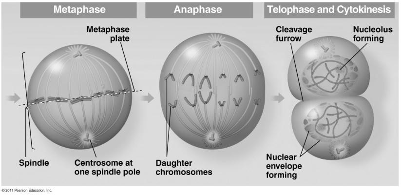 Mitosis:Metaphase Chromosomes aligned at equator each sister chromatid facing opposite