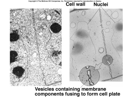 furrow pinches cells apart Membrane fusion Plants are different in telophase, vesicles (from