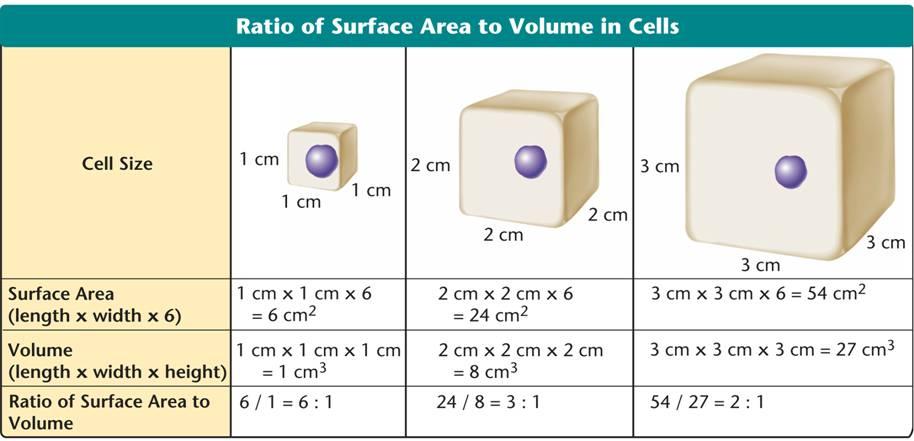 10 1 Cell Growth Limits to Cell Growth As a cell gets larger, BOTH its surface area and volume INCREASE. The change in these two factors DO NOT happen at the same rate. VOLUME increases FASTER!