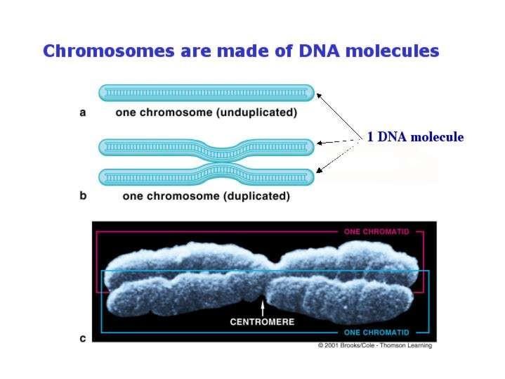Chromosomes Interphase G1 S G2 uncondensed chromatin Mitosis - Prophase Mitotic Chromosome (condensed) Sister Chromatids Genetic information (DNA) is passed from one cell to another and from parents