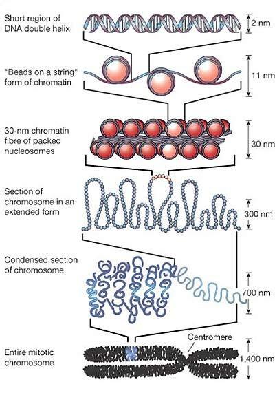 Chromatin/Chromosome Condensation The DNA double helix is 2nm wide. That s 2 billionths of a meter! But it is a long polymer. Nucleosome (8 histones + DNA) Histones are proteins that organize DNA.