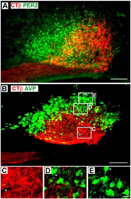 Lokshin et al. / SELECTIVE DISTRIBUTION OF RETINAL INPUT TO SCN 255 Figure 4. (A) Epifluorescence photomicrograph of the SCN of an animal injected unilaterally in the eye with cholera toxin β (CTβ).