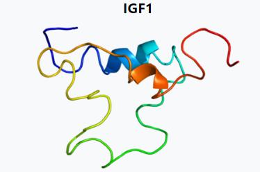 Insulin-like growth factor Structure similar to insulin Two types IGF1 IGF2 IGF synthesis In liver Enter blood: In blood, most IGFs are bound