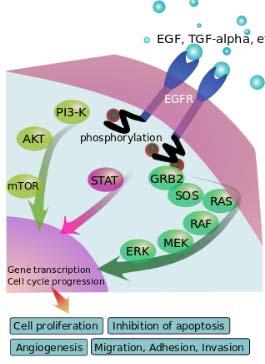 Various cellular events Activate EGFR s tyrosine kinase