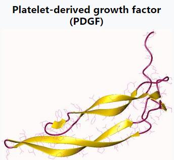 Platelet-derived growth factor (PDGF) Dimeric glycoproteins: AA, BB or AB A 110AA or 125 AA BB B