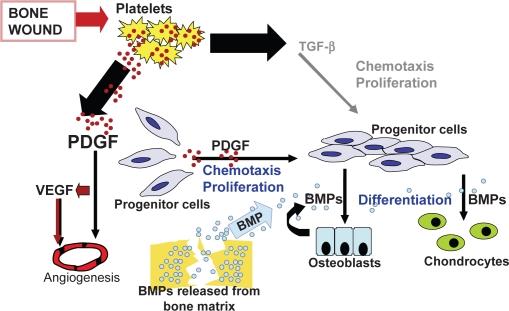 Cell signaling in chemotaxis ( 趋药性 ) and cell proliferation during wound healing PDGF, VEGF and TGF-β integrally recruit osteoprogenitor cells ( 骨先质细胞 ) The cells then