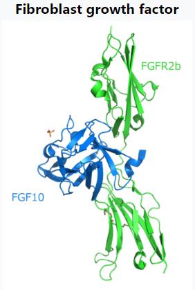 Fibroblast growth factor (FGF) FGF family FGF1,, FGF20 18-28 kda 140AA core Bind