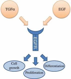 Transforming growth factor (TGF) Two types: TGFα, TGF β TGF α exhibits high amino acid homology with EGF Induces effects by binding to EGFR Synthesized by various body tissues, as well as monocytes