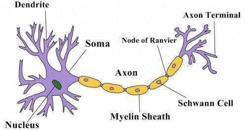 Structure of a neuron 树突 : 与靶细胞结合 轴突末梢 : 与靶细胞结合 细胞体 郎氏结 轴突 : 传递信息,