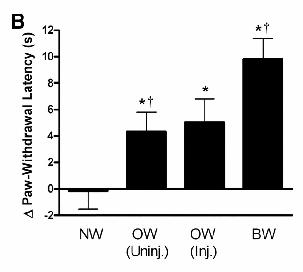 Results: PWT Injection and observation of a cagemate's writhing behavior produced equivalent thermal hyperalgesia.