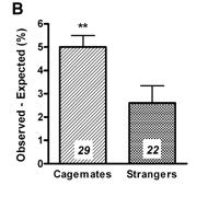 Both Writhing mice displayed more pain behavior than isolated mice, but only when their counterparts were cagemates Figure 1 A Increased pain behaviour in cagemates 7 Writhing behavior