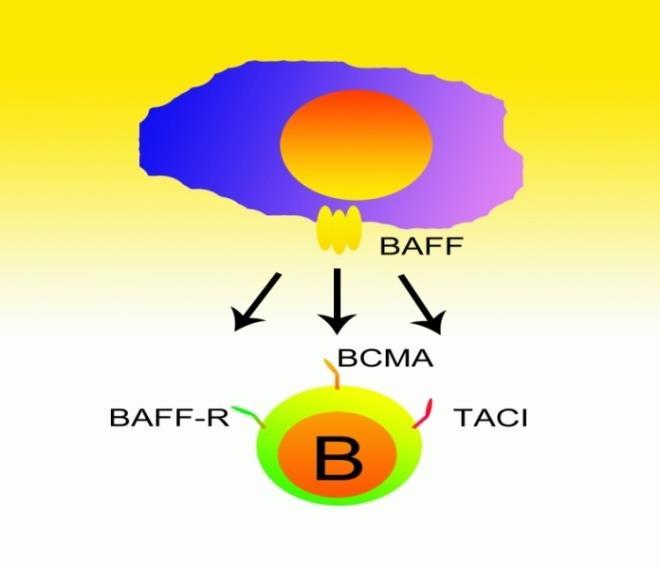 Role of BAFF in B cell maturation and function B cell