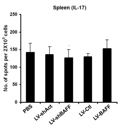 BAFF silencing inhibits Th17 cells in the joint and LN