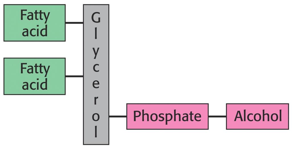 GLYCEROPHOSPHOLIPIDS Glycerophospholipids are membrane lipids in which 2 fatty acids are attached in ester linkage to the