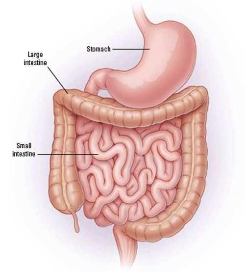 Benefits of colon detoxification: Makes the digestive system more effective Maintain regularity and prevents constipation Increases body s absorption of nutrients Weight loss