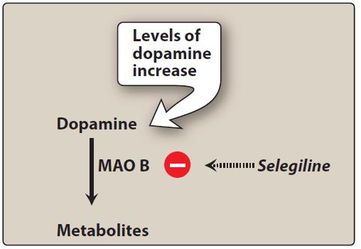 DRUGS USED IN PARKINSON S DISEASE/ B. Selegiline and rasagiline Selegiline, also called deprenyl, selectively inhibits monoamine oxidase (MAO) type B (metabolizes dopamine) at low to moderate doses.