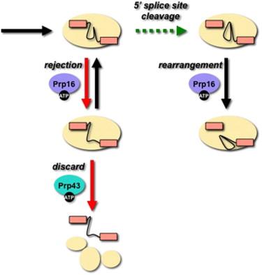 PRP16: functions at 2 steps PRP16 binds before 5 ss cleavage and acts as a