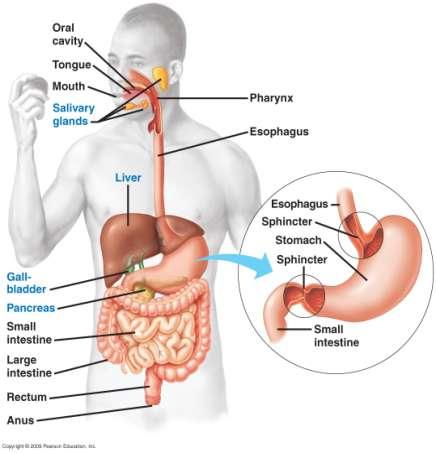 Digestion - The Stomach The stomach is a muscular storage tank. It can hold approximately 4 litres of food.