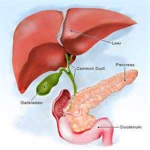 The Liver The liver is a very important organ Produces bile which is stored in the gall bladder and aids in the fat digestion Removes toxins from the