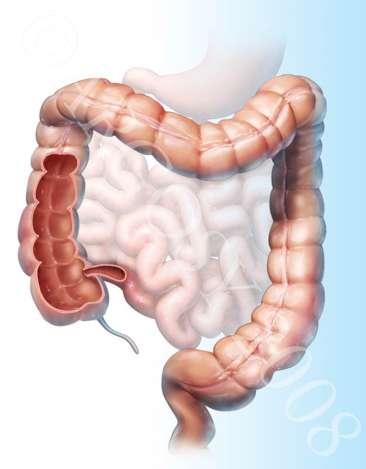 Absorption - The Large Intestine The main function is to re-absorb water into the body and eliminate waste products (faeces). The large intestine is approximately 1.5m in length.