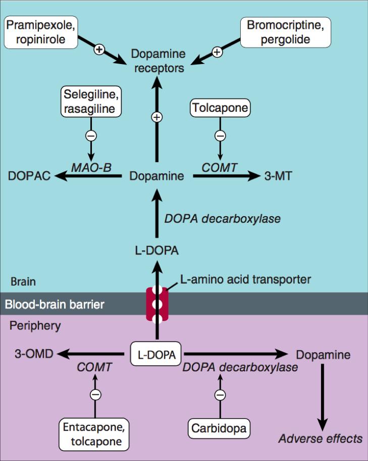 MECHANISM OF ACTIONS Inhibition of COMT by entacapone or tolcapone leads to decreased plasma concentration of 3-Omethyldopa, increased central uptake of levodopa, and increased concentrations of