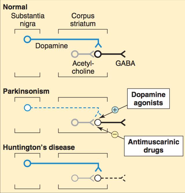 PATHOPHYSIOLOGY Imbalance of dopaminergic & cholinergic activity within the
