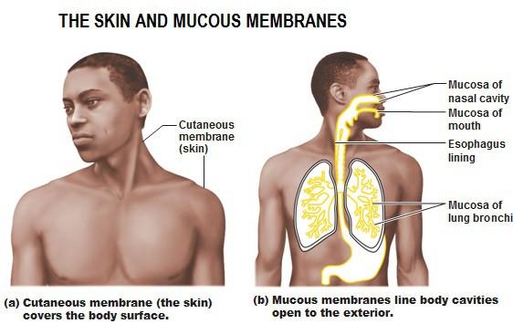 HOW THE IMMUNE SYSTEM WORKS Your body has three layers of defense: The skin, and mucous membranes; swelling and fever; and white blood cells.