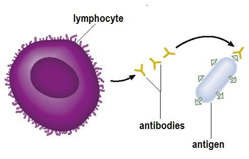 specific, and can recognize only a certain type of antigen. Once the antibody finds it, it gets rid of the antigen so it can't hurt you.