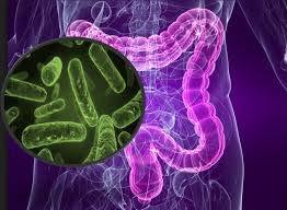 The Microbiome Bacteria within the human gut Lots of studies but still more to learn Host health is influenced by its