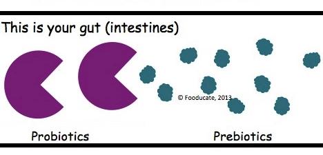 Gut Community Probiotics beneficial bacteria Crowd out pathogens Secrete inhibitory substances