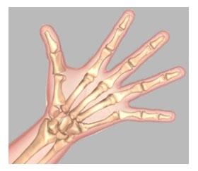 1) Normal Hand Anatomy The hand in the human body is made up of the wrist, palm, and fingers.