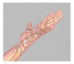8) The bones in our fingers and thumb are called phalanges. Each finger has 3 phalanges separated by two joints.
