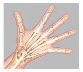 Unit 1: Normal Hand Anatomy Tendons Tendons are soft tissue that connects muscles to bones to provide support. Extensor tendons enable each finger to straighten. (Refer fig. 11) (Fig.