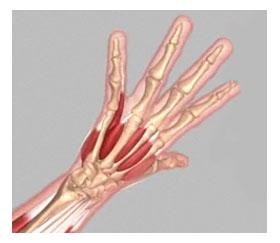 Small muscles originating from the carpal bones of the wrist are connected to the finger bones with Tendons.