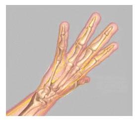 Unit 1: Normal Hand Anatomy (Refer fig. 14) (Fig.