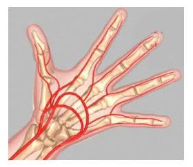 Unit 1: Normal Hand Anatomy Blood Vessels The two main vessels of the hand and wrist are: (Refer fig. 18) (Fig.